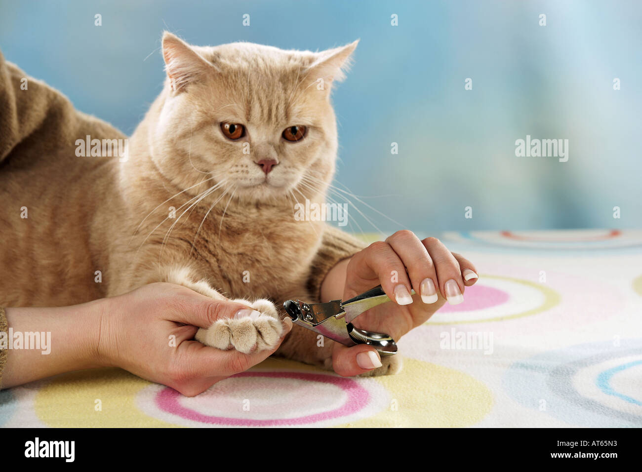 cat trimming its claws Stock Photo Alamy