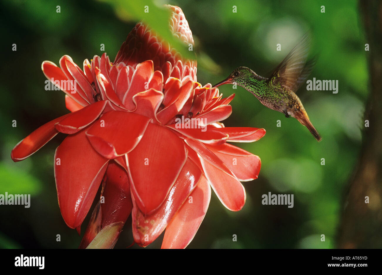 rufous-tailed hummingbird Amazilia tzacatl Stock Photo