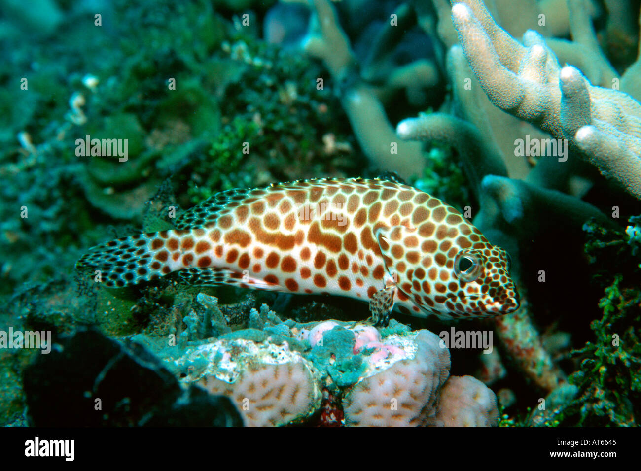 Honeycomb grouper Epinephelus merra Rongelap Marshall Islands N Pacific  Stock Photo