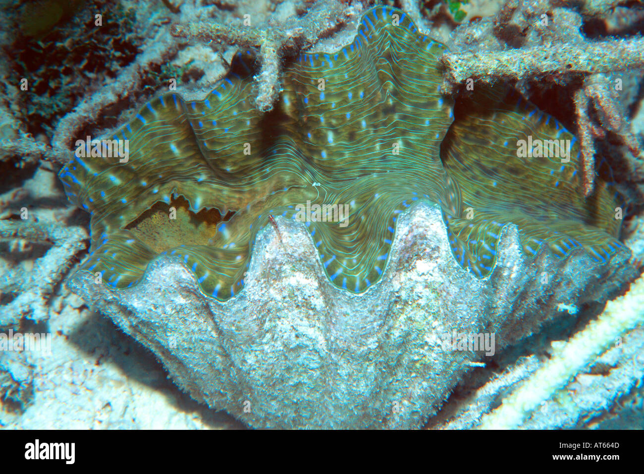 Horseshoe clam Hippopus hippopus Rongelap Marshall Islands N Pacific  Stock Photo
