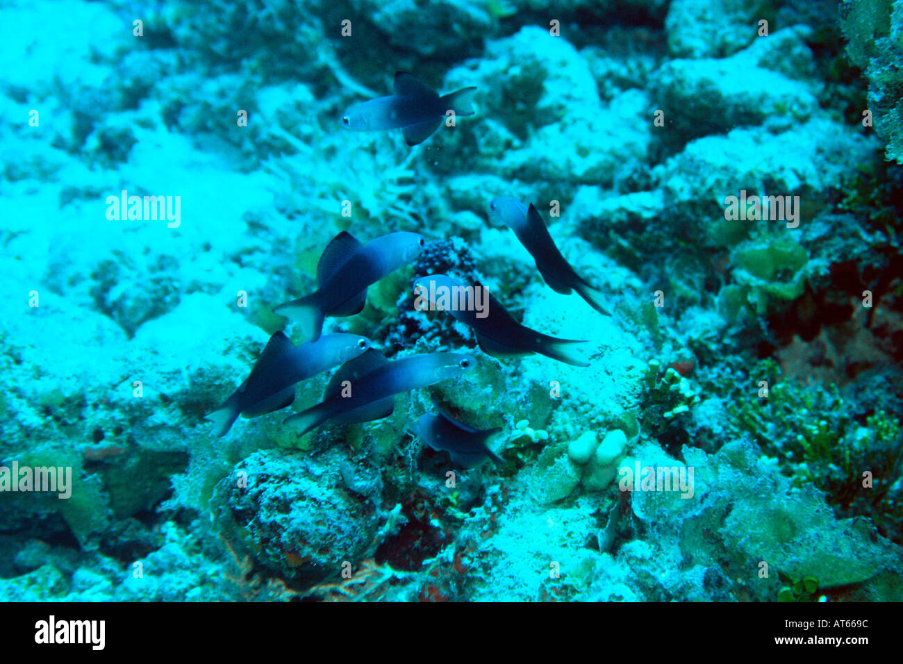 Aggregation of blackfin dartfish Ptereleotris evides Rongelap Marshall Islands N Pacific  Stock Photo