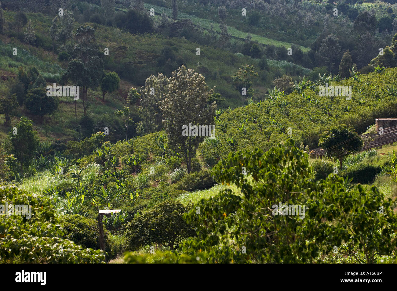 Kenya coffee plantation hires stock photography and images Alamy