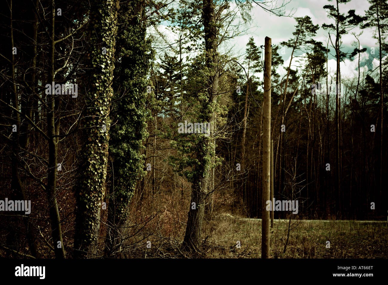 Gemany, Bretten, Trees and Telephone Pole Stock Photo