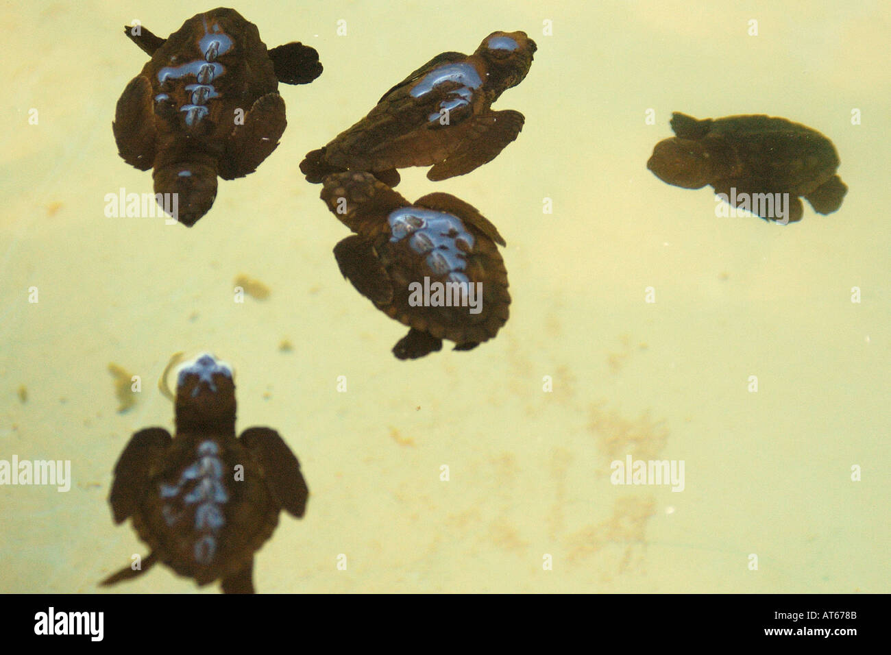 Loggerhead turtle hatchlings Caretta caretta Center for sea turtle protection TAMAR project Arembepe Bahia Brazil South  Stock Photo