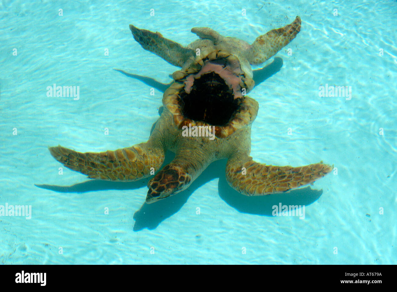 Green sea turtle Chelonia mydas recovers after having lost its shell to illegal poachers Center