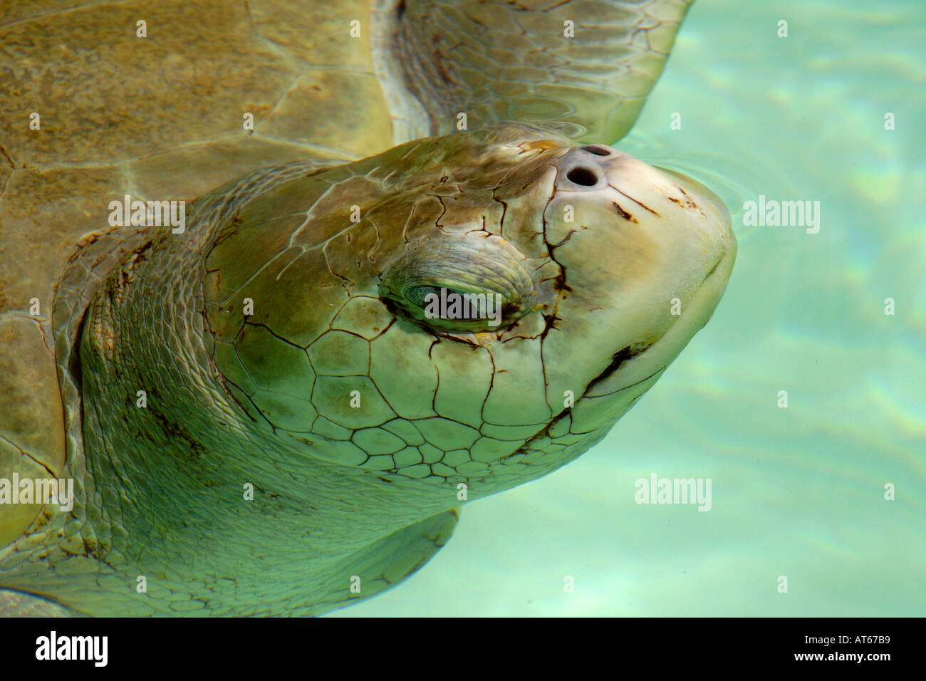 Olive Ridley turtle taking a breath Lepidochelys olivacea Center for sea turtle protection TAMAR project Arembepe Bahia Br Stock Photo