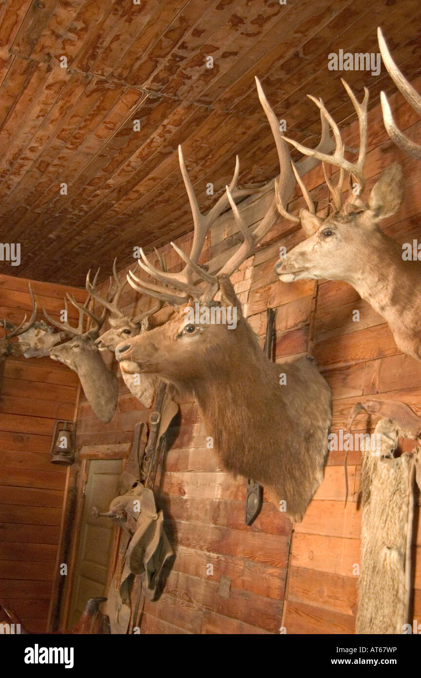 Mounted deer heads hang on the walls of Old Trail Town in Cody, WY