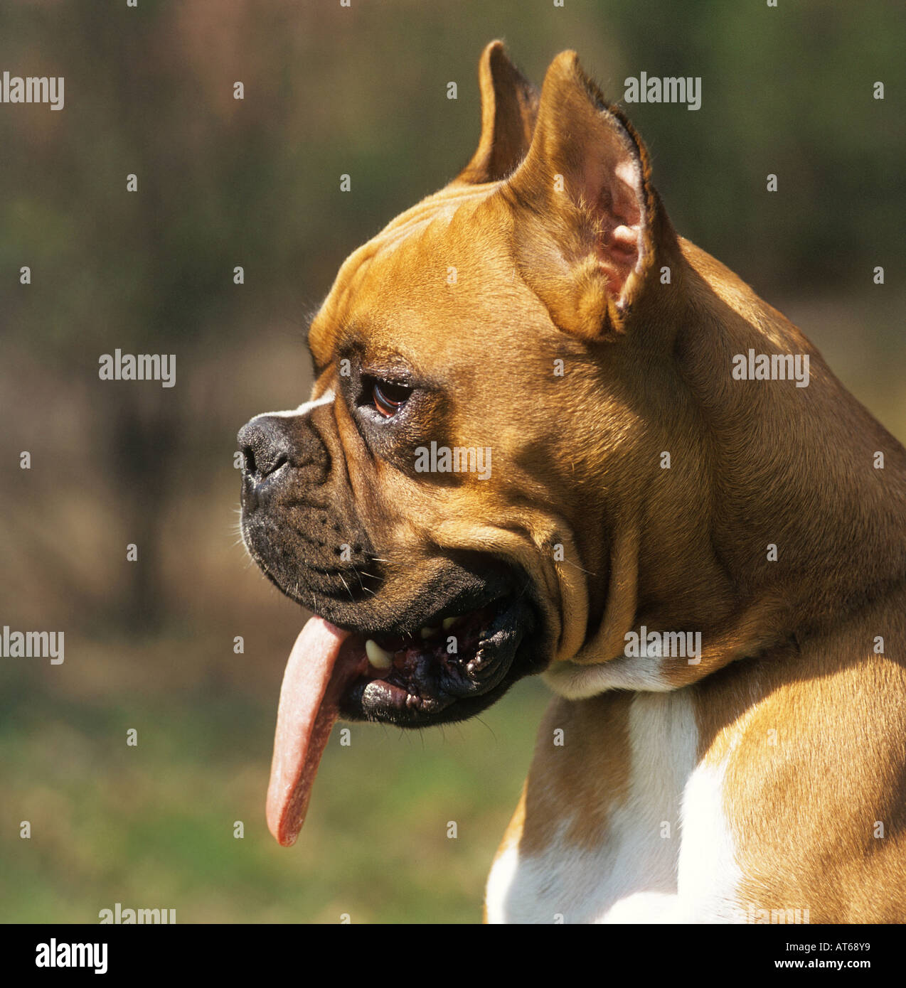Boxer ears arrested Stock Photo Alamy
