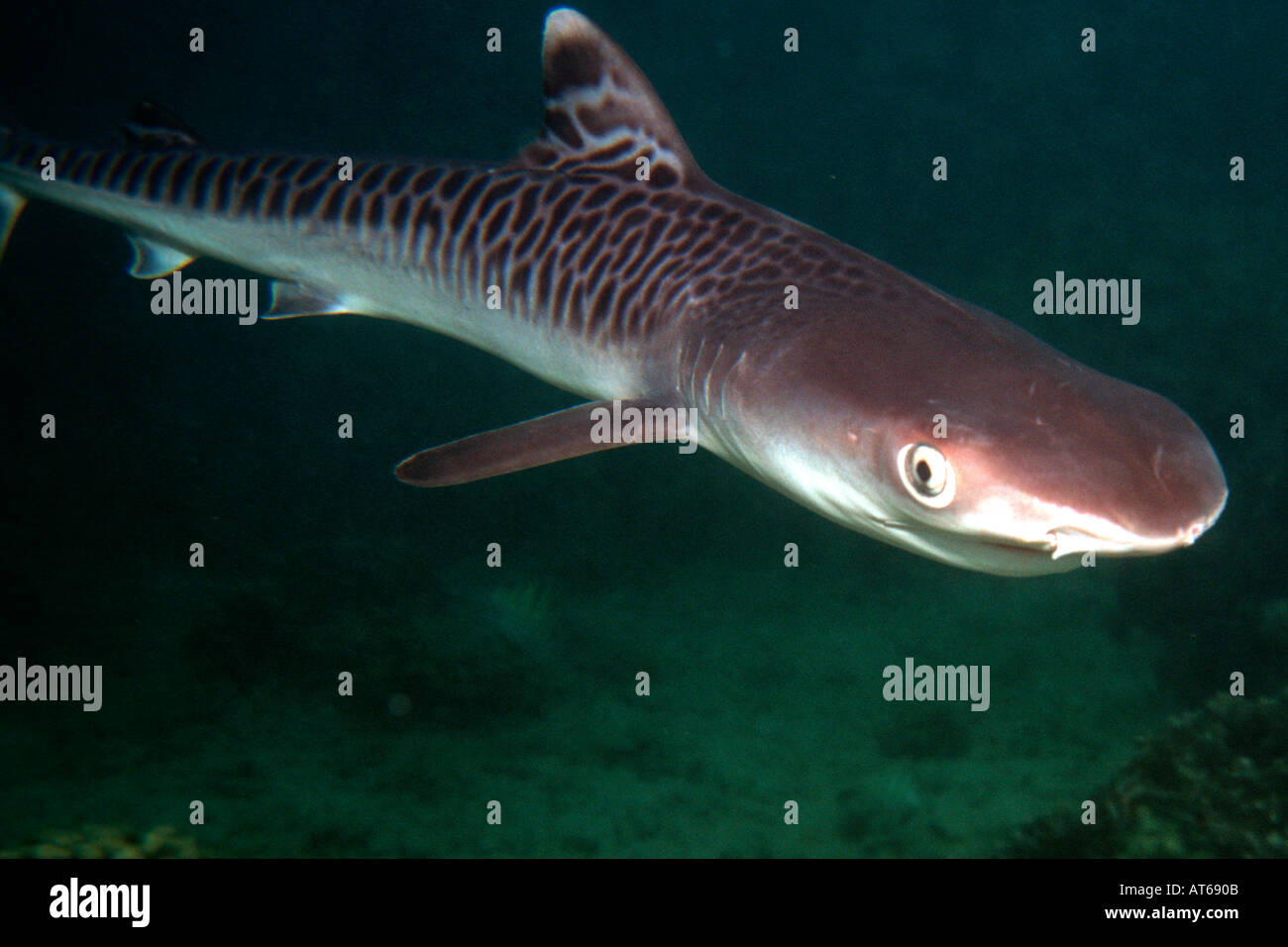 Tiger shark pup Galeocerdo cuvier Oahu Hawaii N Pacific Stock Photo - Alamy