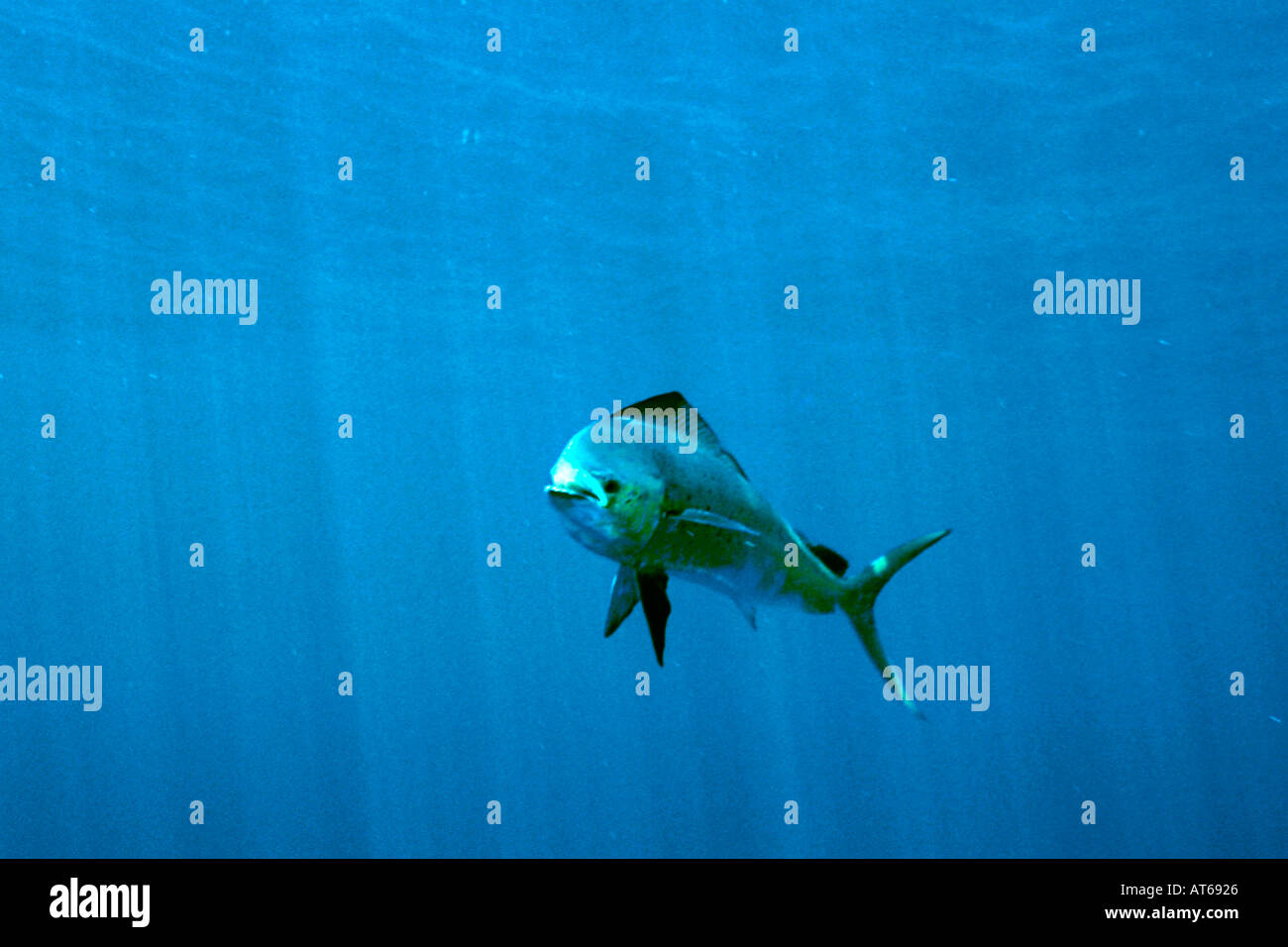 Mahi mahi Coryphaena hippurus Big Island Hawaii N Pacific Stock Photo