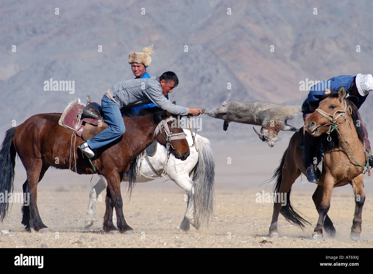 Two Kazakh riders struggle for control of a dead goat in a game of Kokpar or Bushkashi at the annual Eagle Hunting Festival Stock Photo