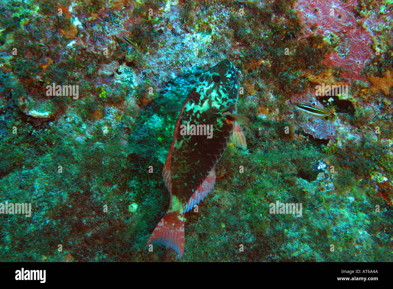Parrotfish blends in with backround Sparisoma amplum endemic to Brazil Ressurreta Fernando de Noronha Brazil Stock Photo