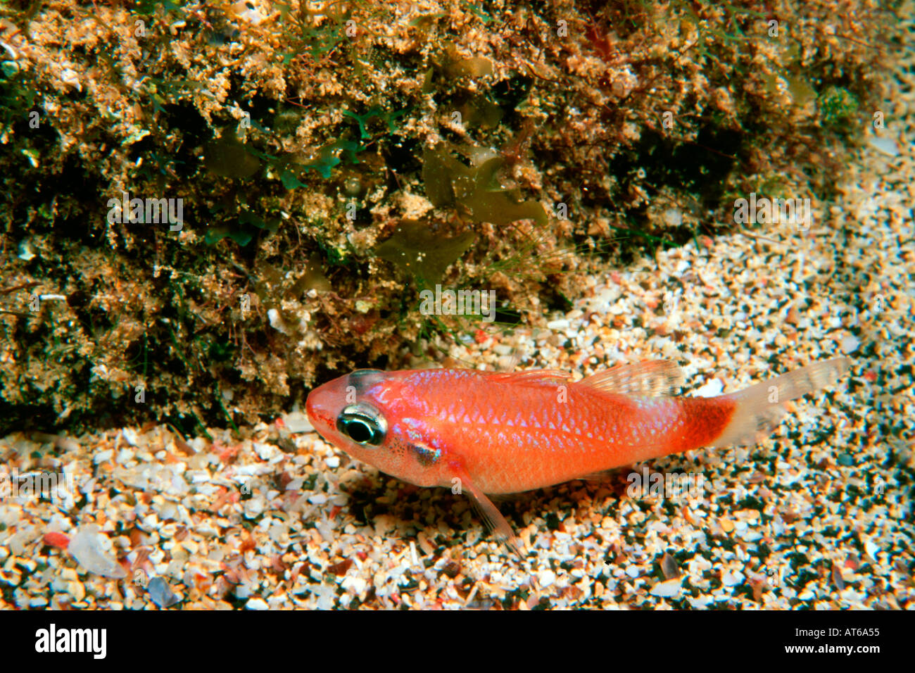Flamefish Apogon maculatus Praia do Sancho Fernando de Noronha Brazil South Atlantic  Stock Photo