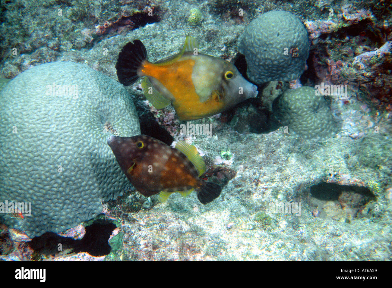Pair of whitespotted filefish Cantherhines macrocerus next to brain coral endemic to Abrolhos Mussismilia braziliensis Brazil Stock Photo