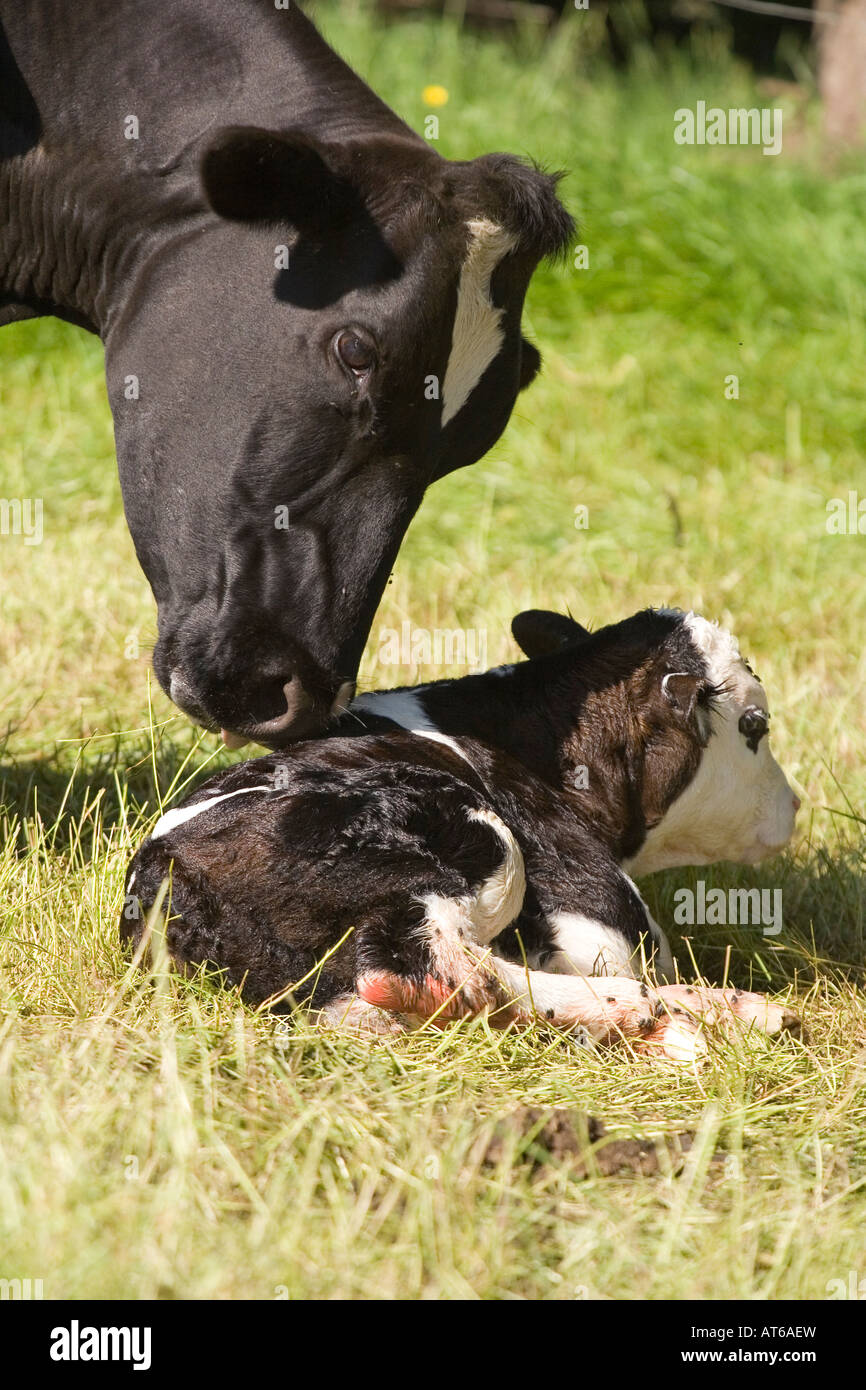 Как рождаются телята. Корова. Коровы и телята. Родовспоможение у коров. Кесарево сечение у коров.