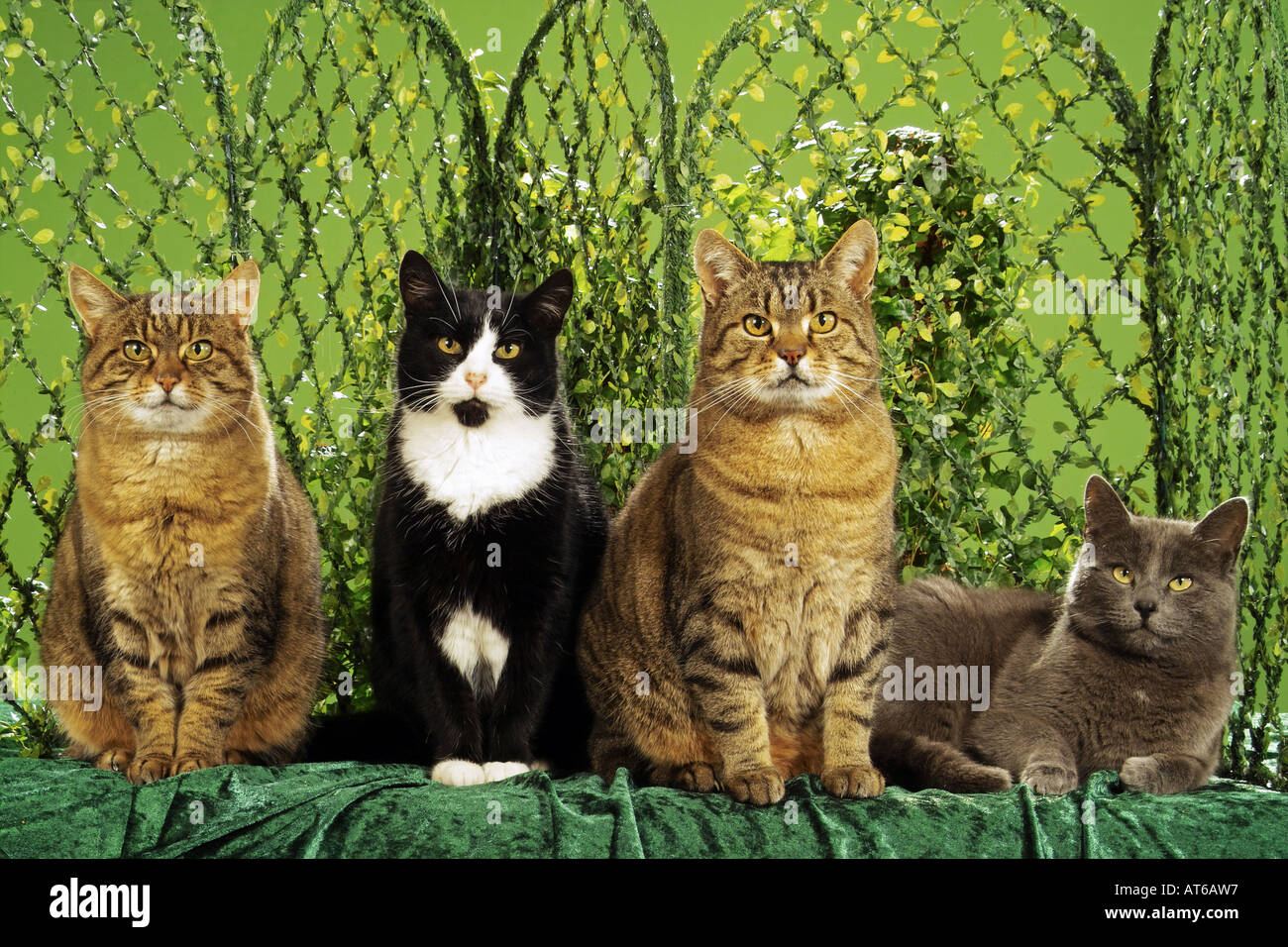 four domestic cats in front of trellis Stock Photo Alamy