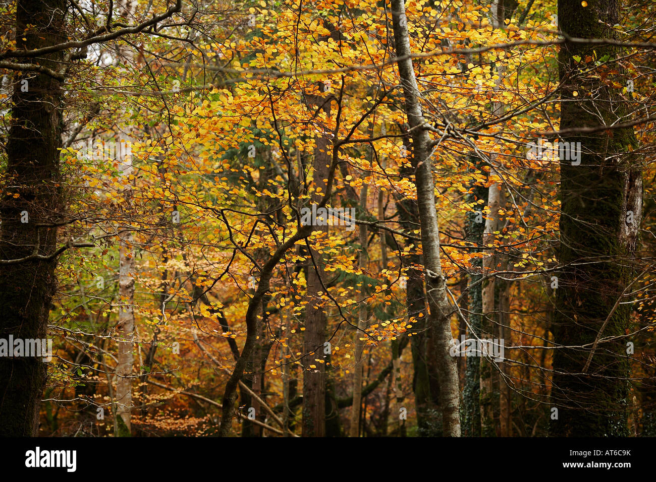Fall Colored Trees in Killarney National Park, County Kerry, Republic of Ireland, Europe Stock Photo