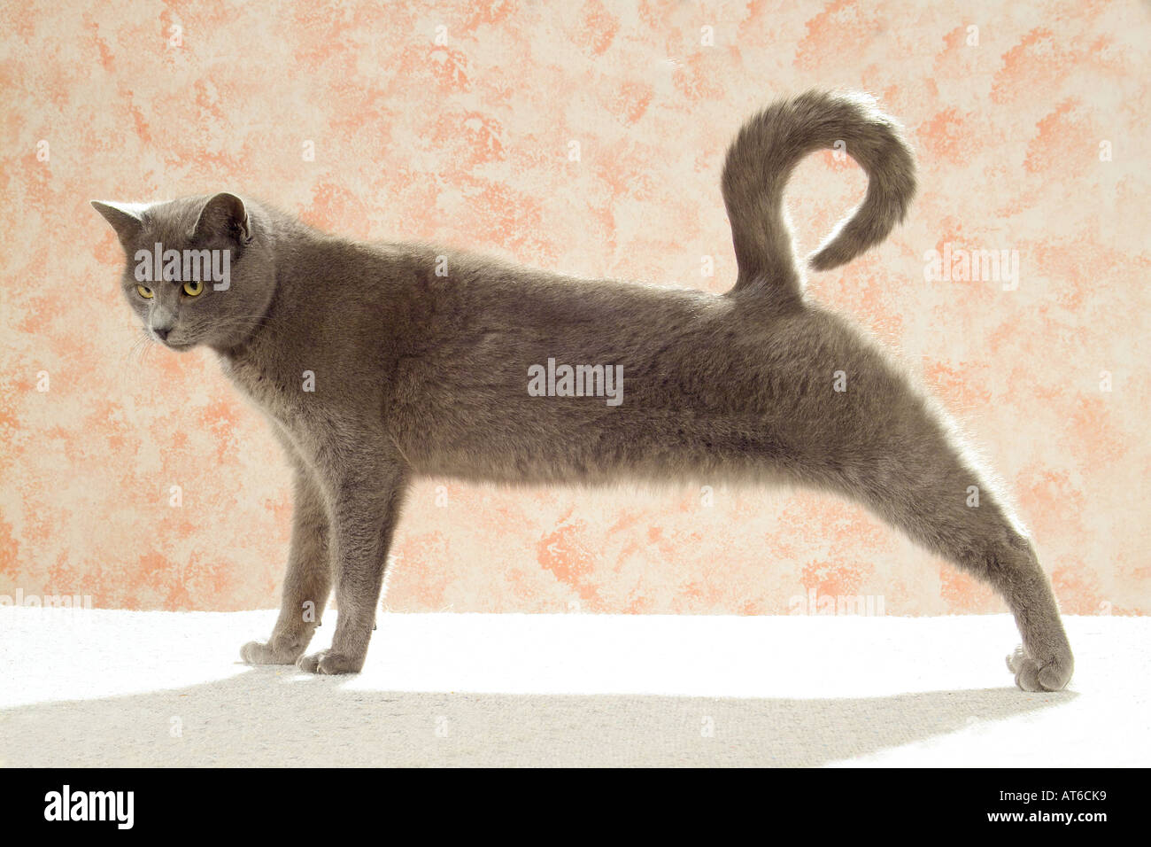 grey cat stretching itself Stock Photo
