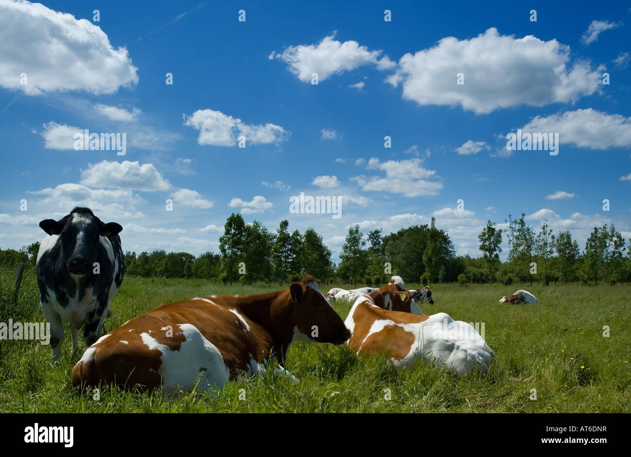 Dutch Spring Farming Dutch farming hi-res stock photography and images - Alamy