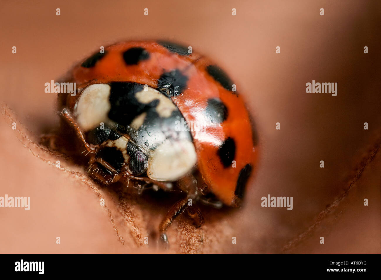 Macro of a Harlequin Ladybird (Harmonia axyridis) walking on an autumn leaf Stock Photo