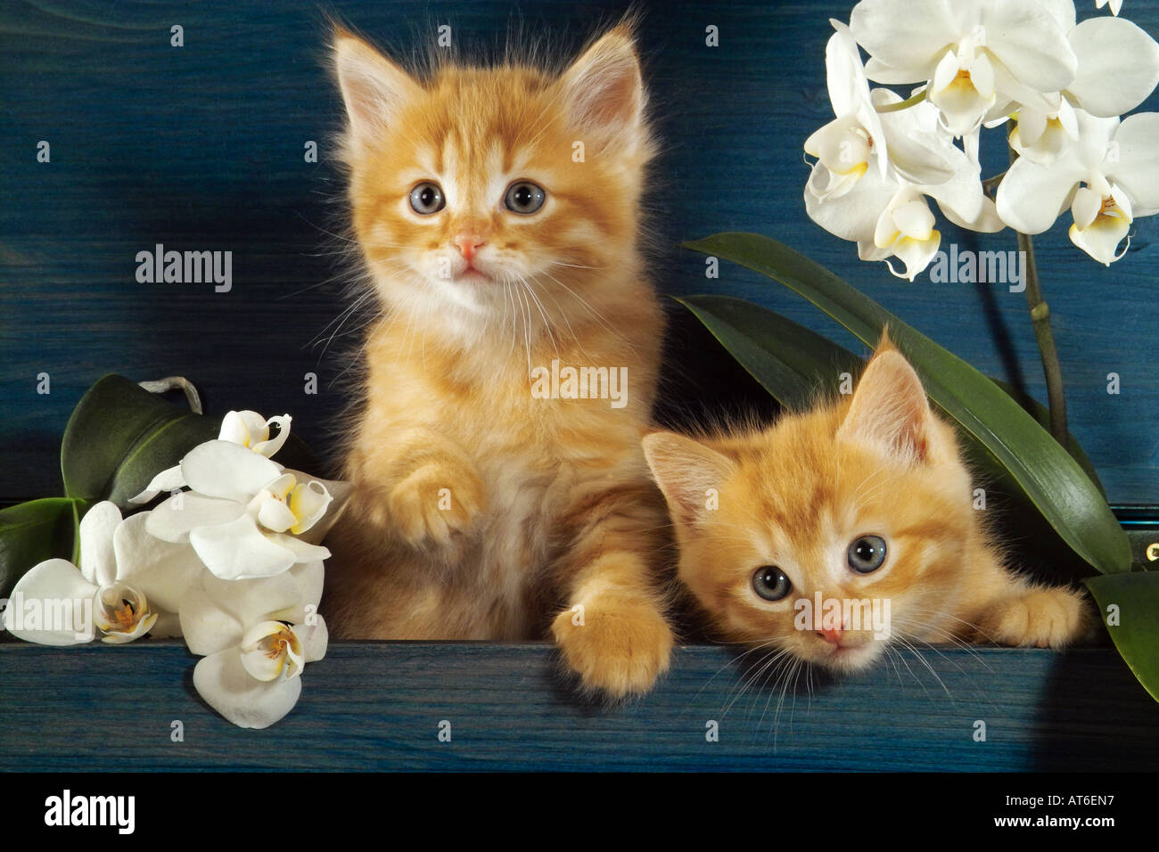 Domestic cat. Pair of red tabby kittens among flowering orchids Stock Photo