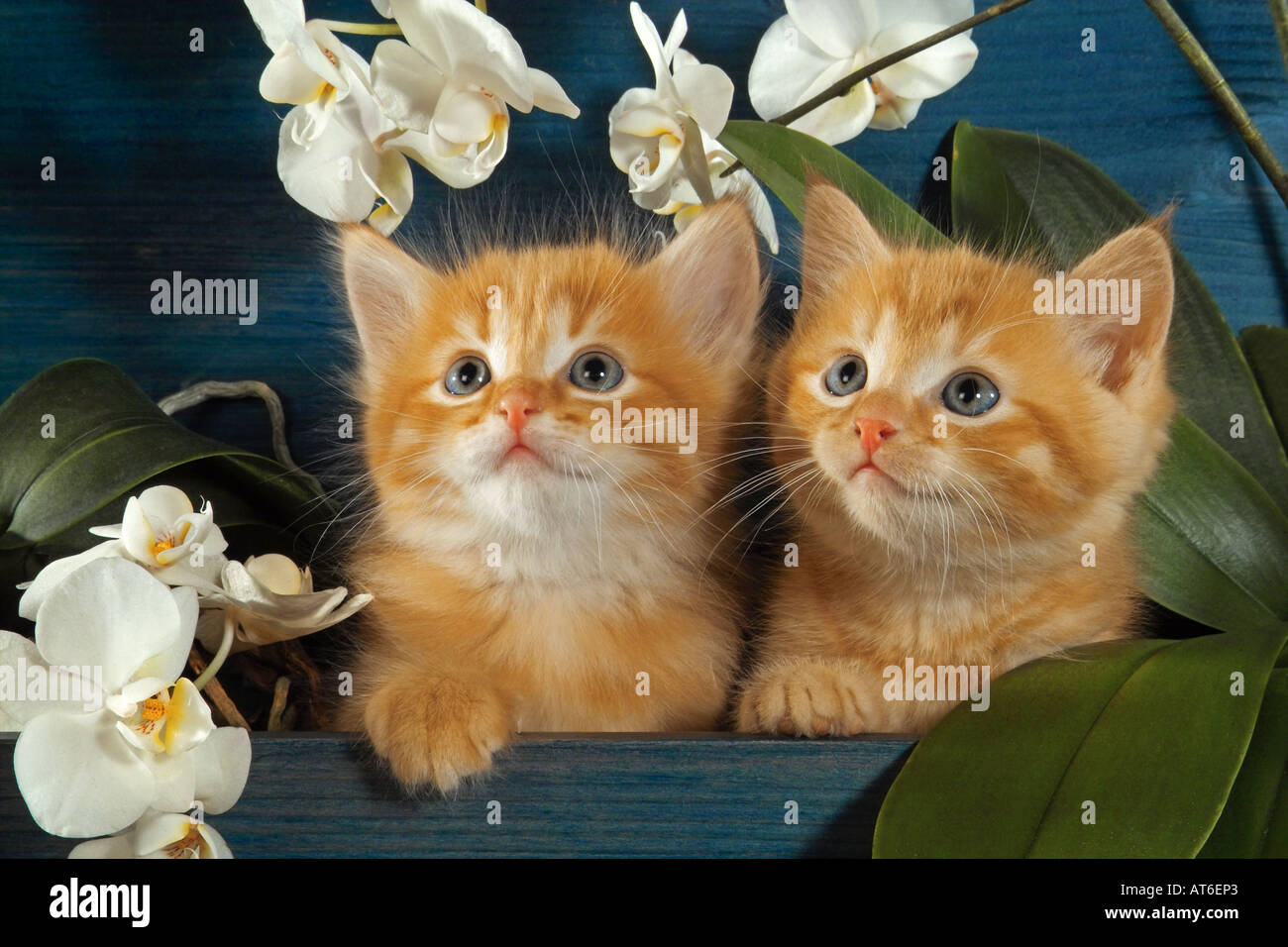Domestic cat. Pair of red tabby kittens among flowering orchids Stock Photo
