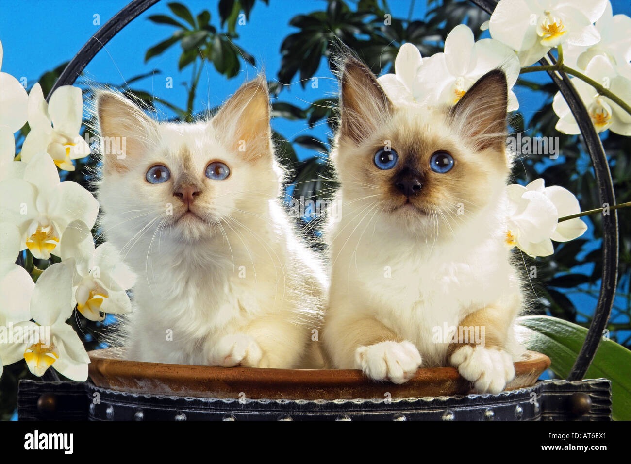 two young Sacred cats of Burma with orchids Stock Photo