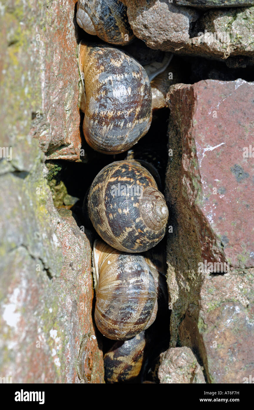 Snail in hibernation hires stock photography and images Alamy