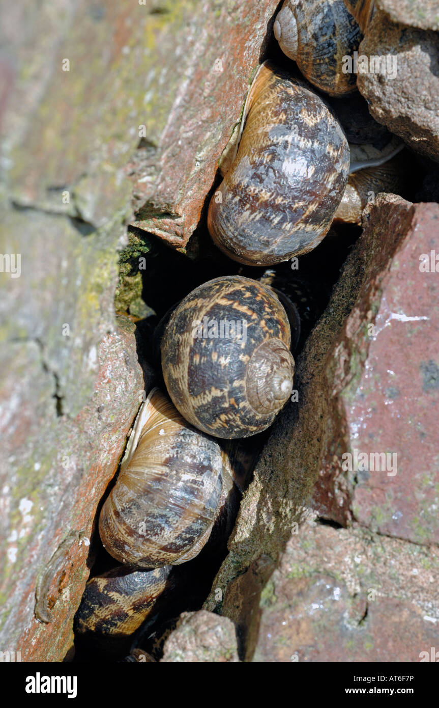 Hibernating Snails High Resolution Stock Photography and Images Alamy