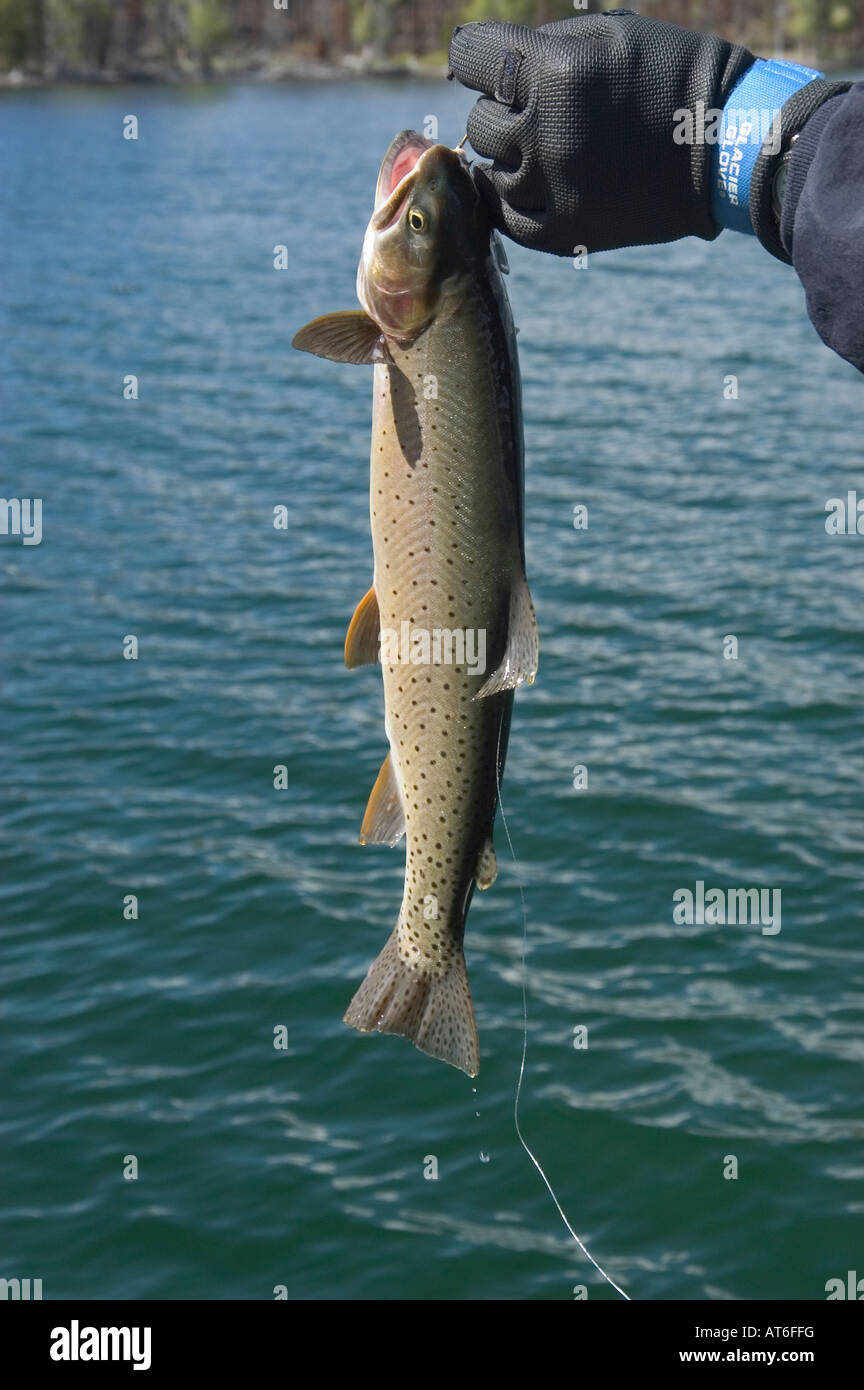 Cut throat trout hi-res stock photography and images - Alamy