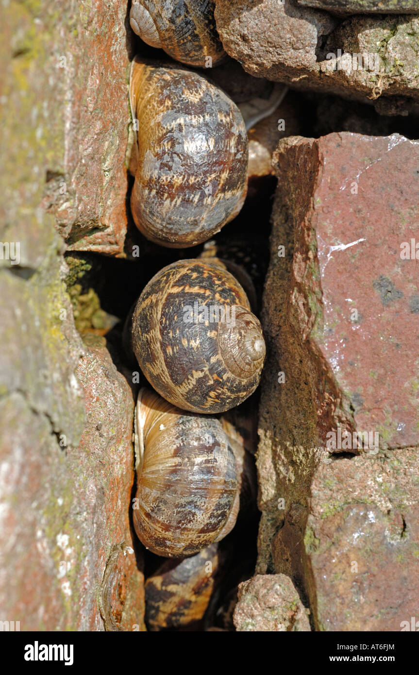 Hibernation snails hires stock photography and images Alamy
