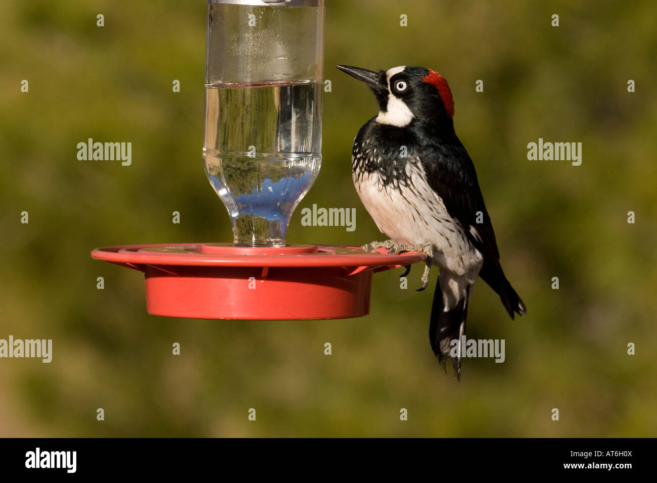 Acorn Feeder Stock Photos Acorn Feeder Stock Images Alamy