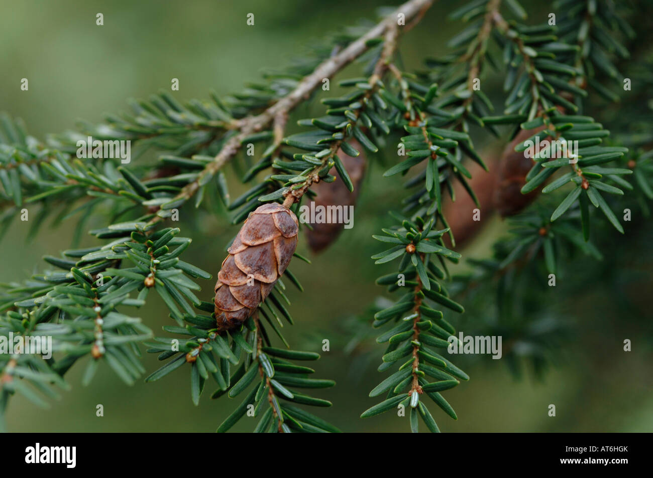 Hemlock twigs, (Tsuga canadensis) with cones, close-up Stock Photo