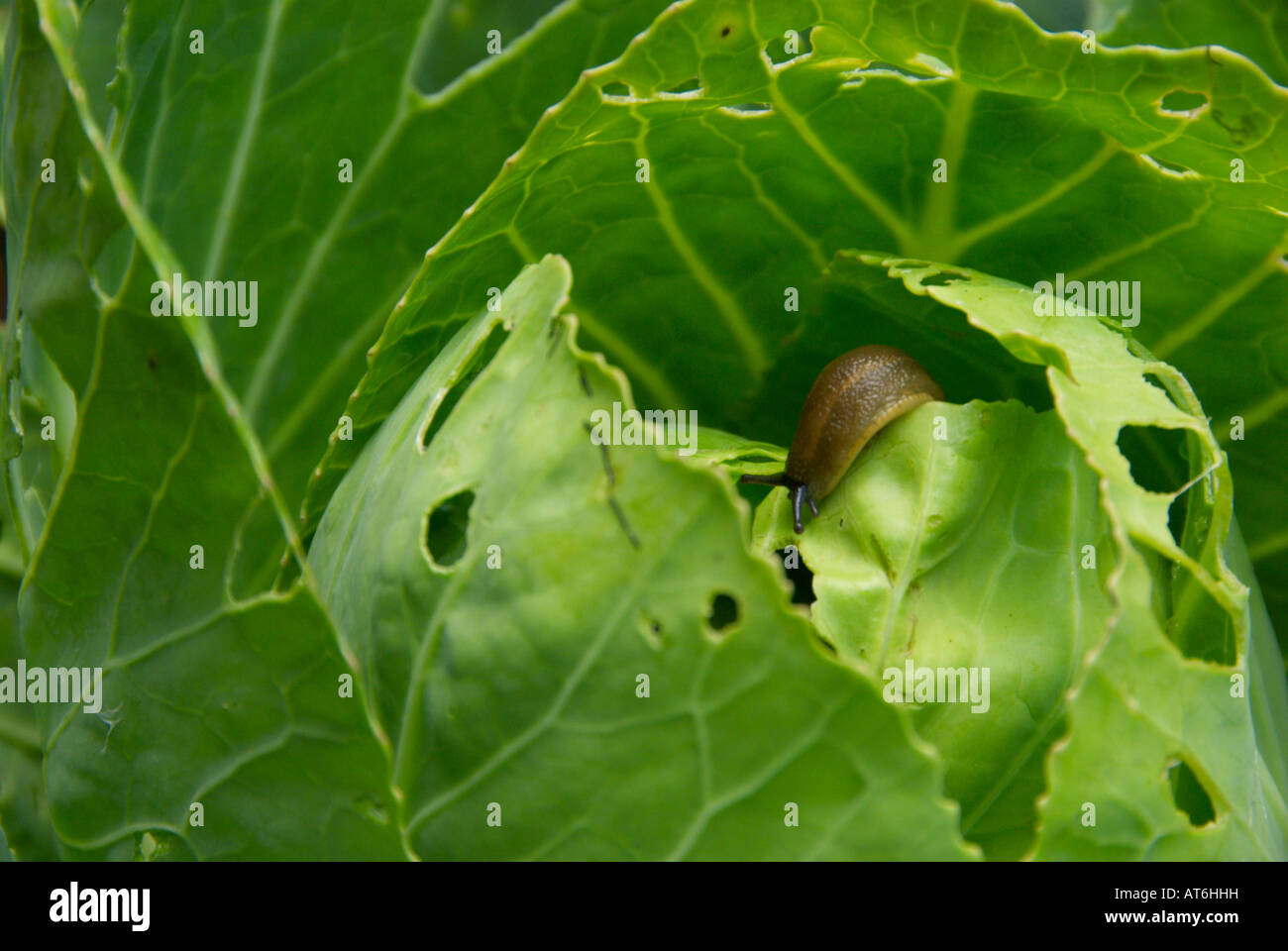 Slug on cabbage Stock Photo Alamy