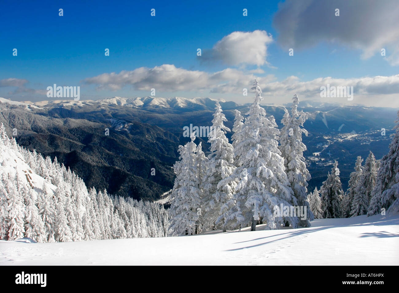 Winter landscape with pine trees covered by snow Stock Photo