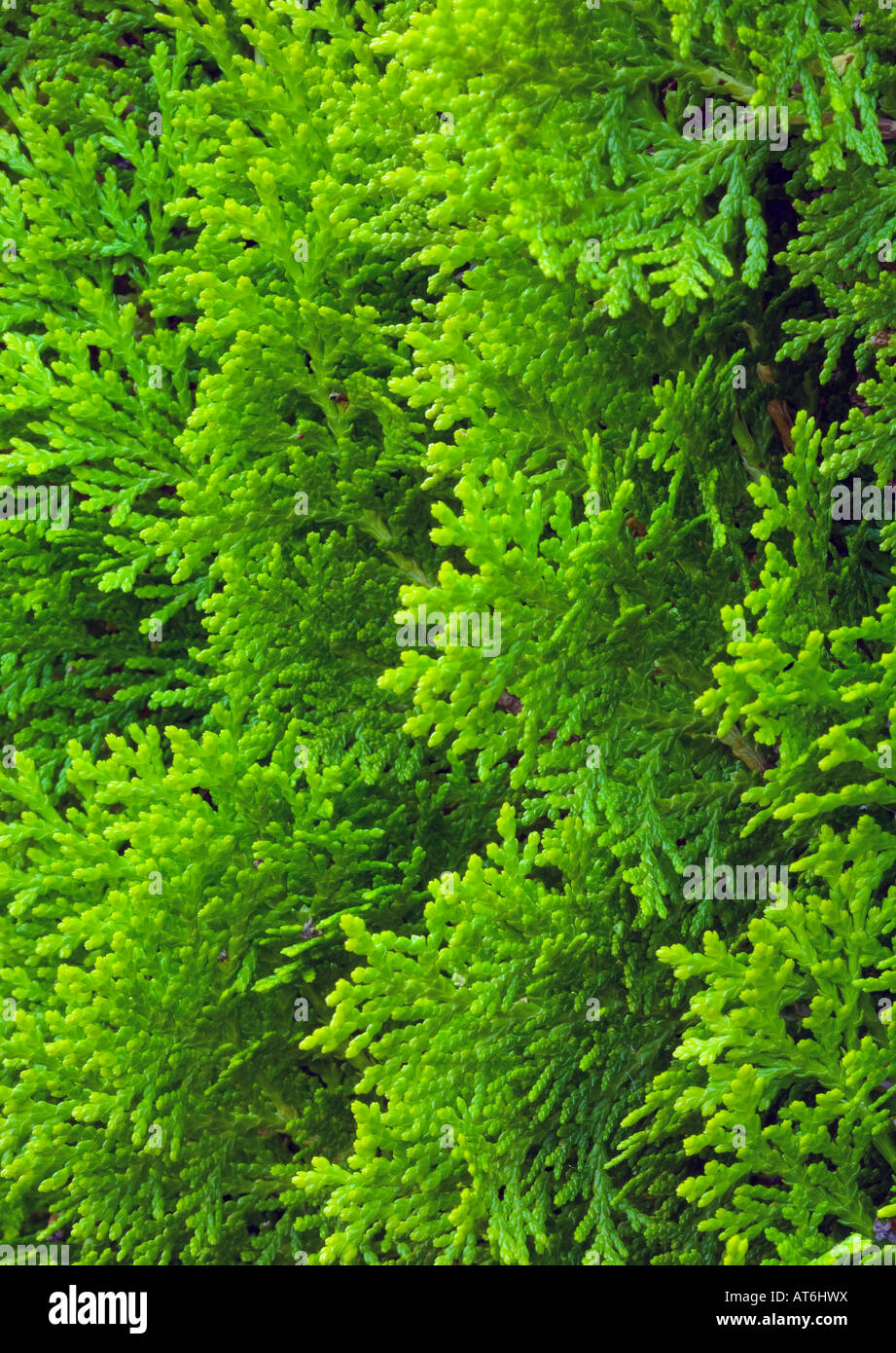 Shrub pattern hi-res stock photography and images - Alamy