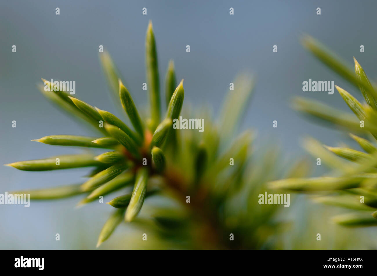 Cedar, (Cedrus deodara), close-up Stock Photo