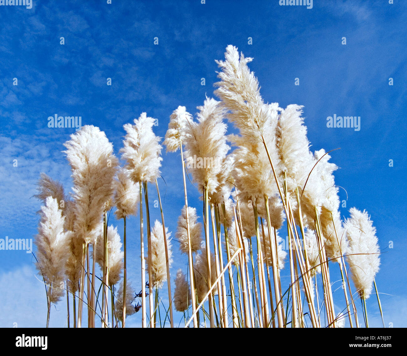 Tall Pampas Grass Stock Photo Alamy