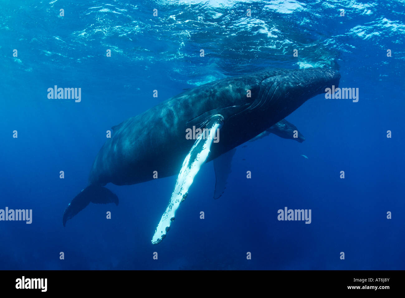 Two whales underwater hi-res stock photography and images - Page 7 - Alamy