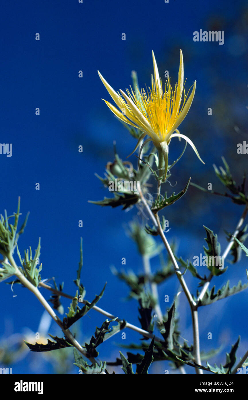 Blazing Star with Latin Name of Mentzelia laevicaulis blooming in the South Okanagan Valley in British Columbia Canada Stock Photo