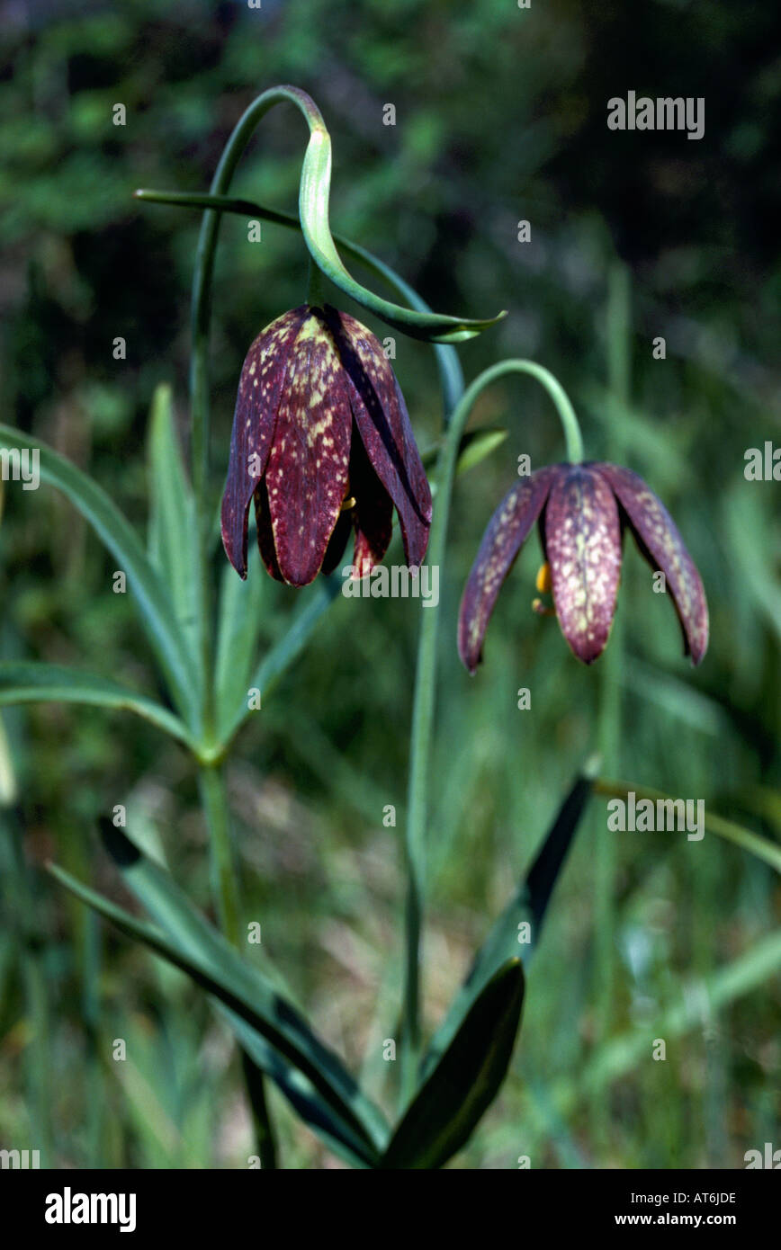 Chocolate Lily (Fritillaria lanceolata) Wild Flowers in bloom in Spring Stock Photo