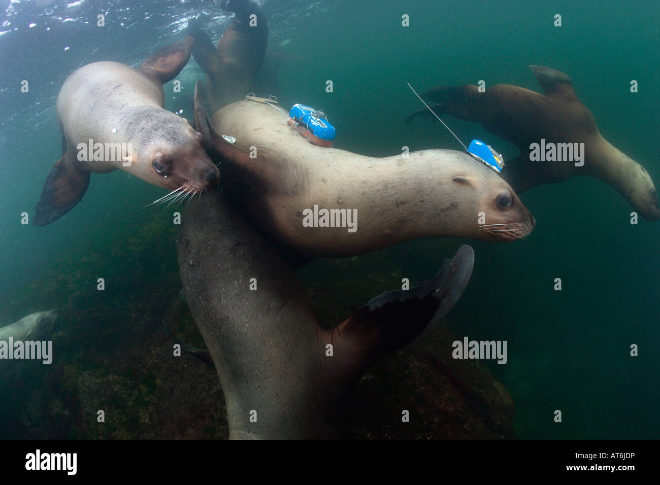 nx0219-D. Steller Sea Lions, Eumetopias jubatus. Scientists have attached time depth recorder. Photo Copyright Brandon Cole Stock Photo