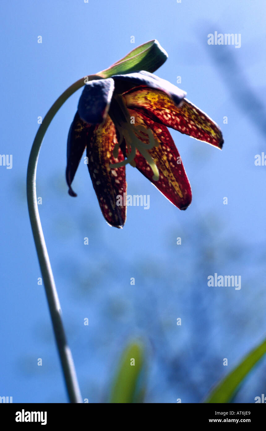 Chocolate Lily (Fritillaria lanceolata) Wild Flowers in bloom in Spring Stock Photo