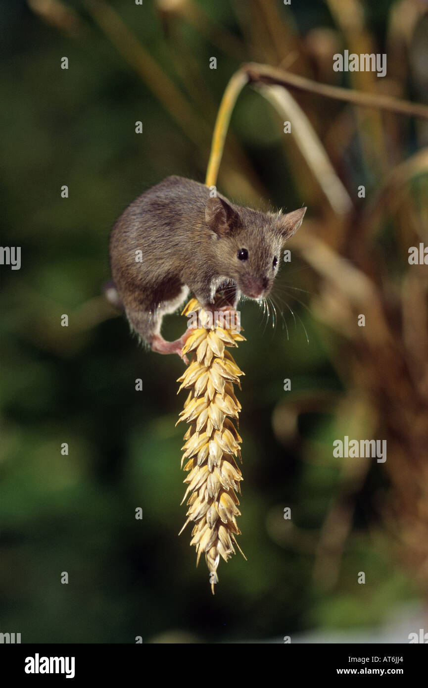 Common Vole climbing on ear / Microtus arvalis Stock Photo Alamy