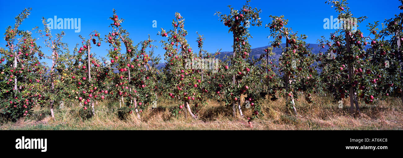 Red Apples growing on Apple Orchard Trees, South Okanagan Valley, BC