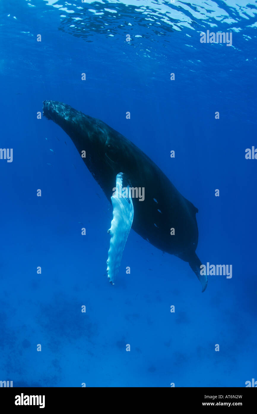 Megaptera ny0191-D. Humpback Whale, Megaptera novaeangliae. Photo Copyright ...