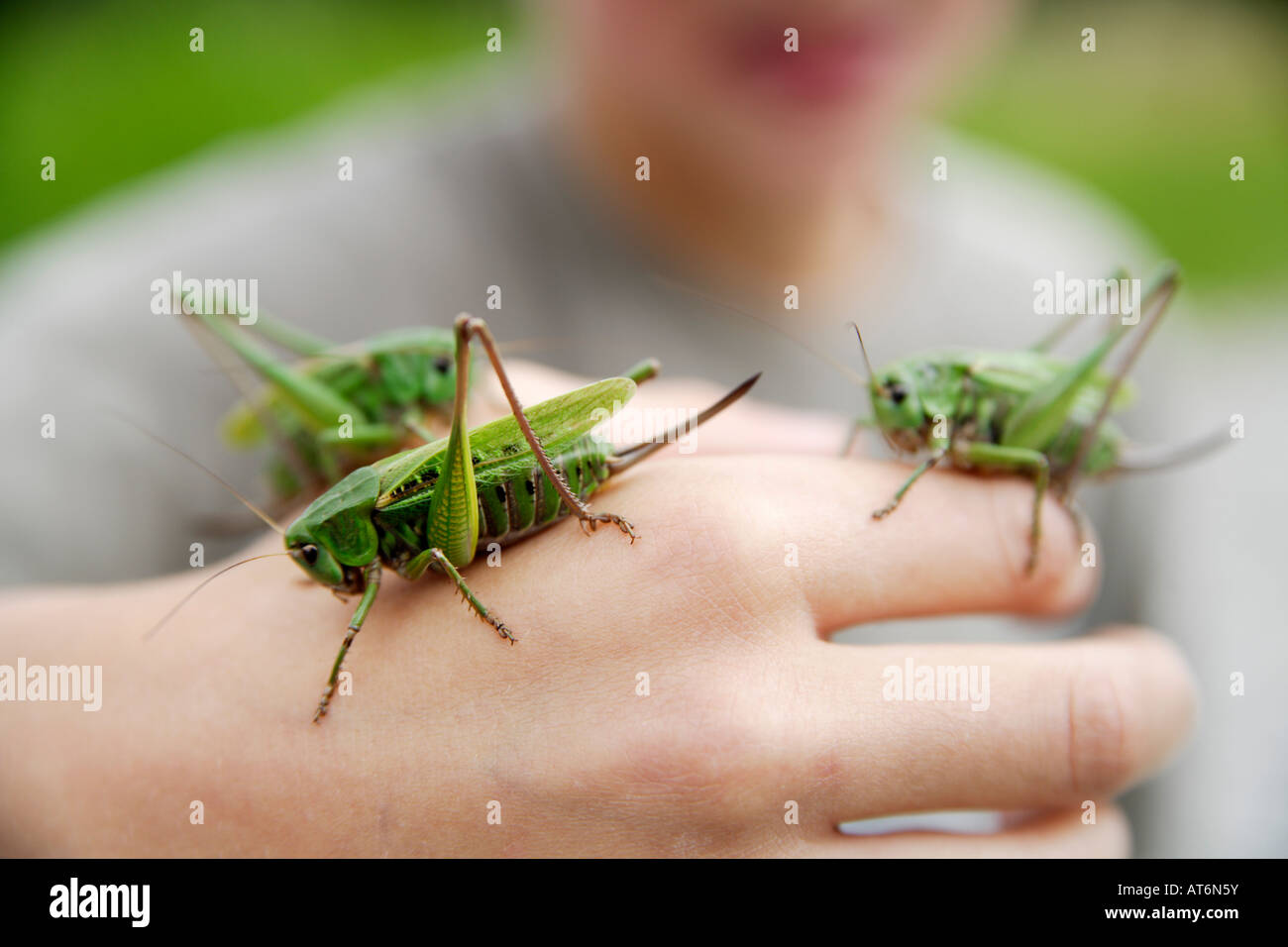 Boy holding long-horned grasshopper, close-up of hand Stock Photo
