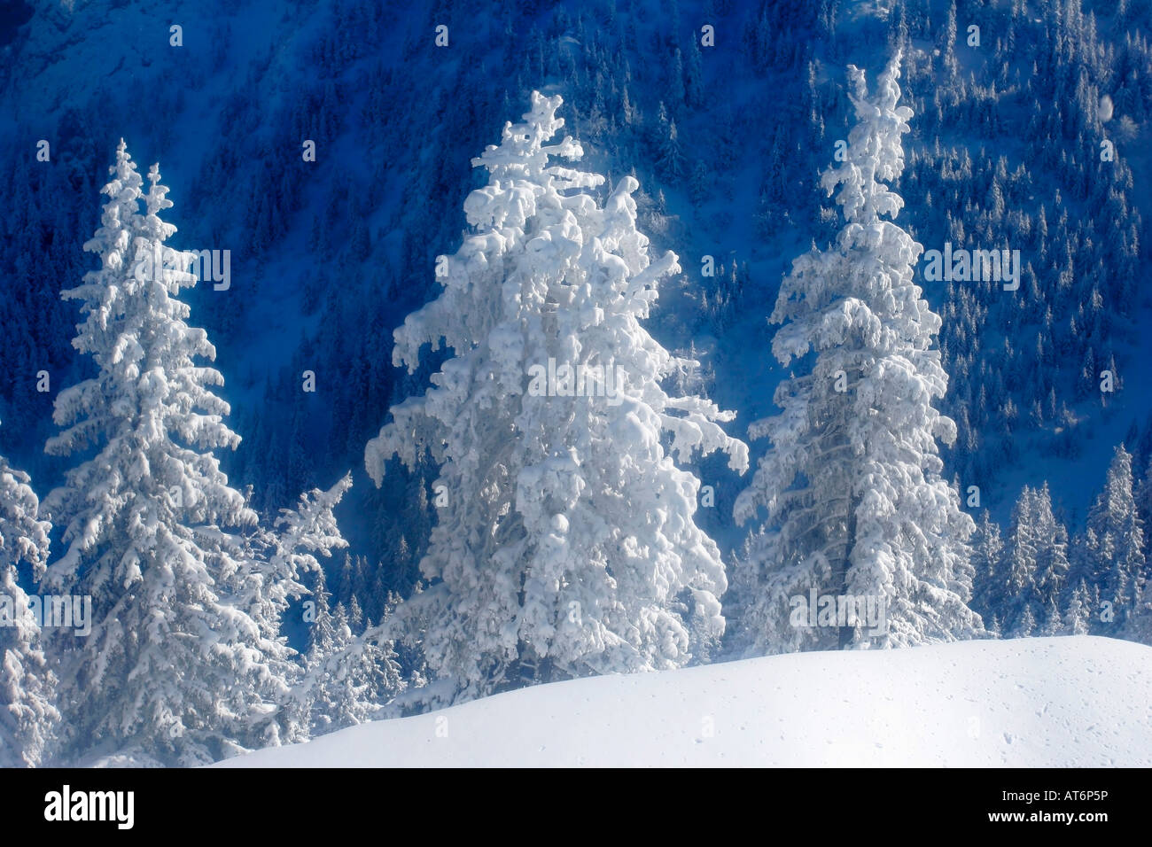 Pine trees covered by snow Stock Photo - Alamy