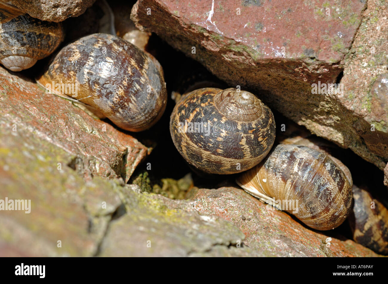 Hibernation snails hires stock photography and images Alamy