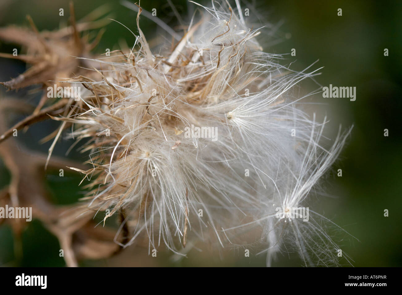 Thistle seeds on Scotch Thistle Stock Photo Alamy